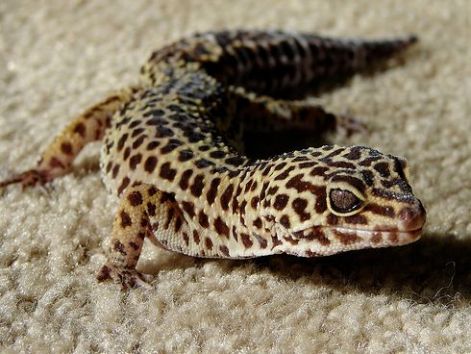 gekko-leopardgekko-hullo.jpg